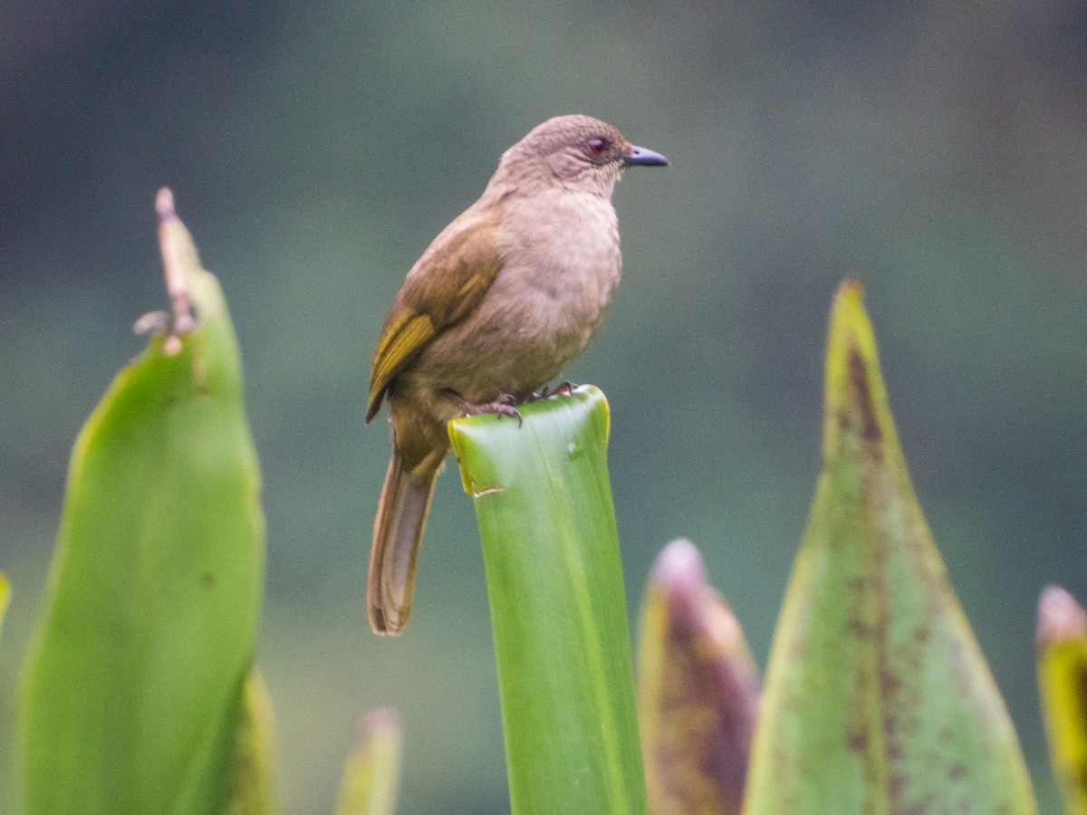 Olive-winged Bulbul - ML620152196