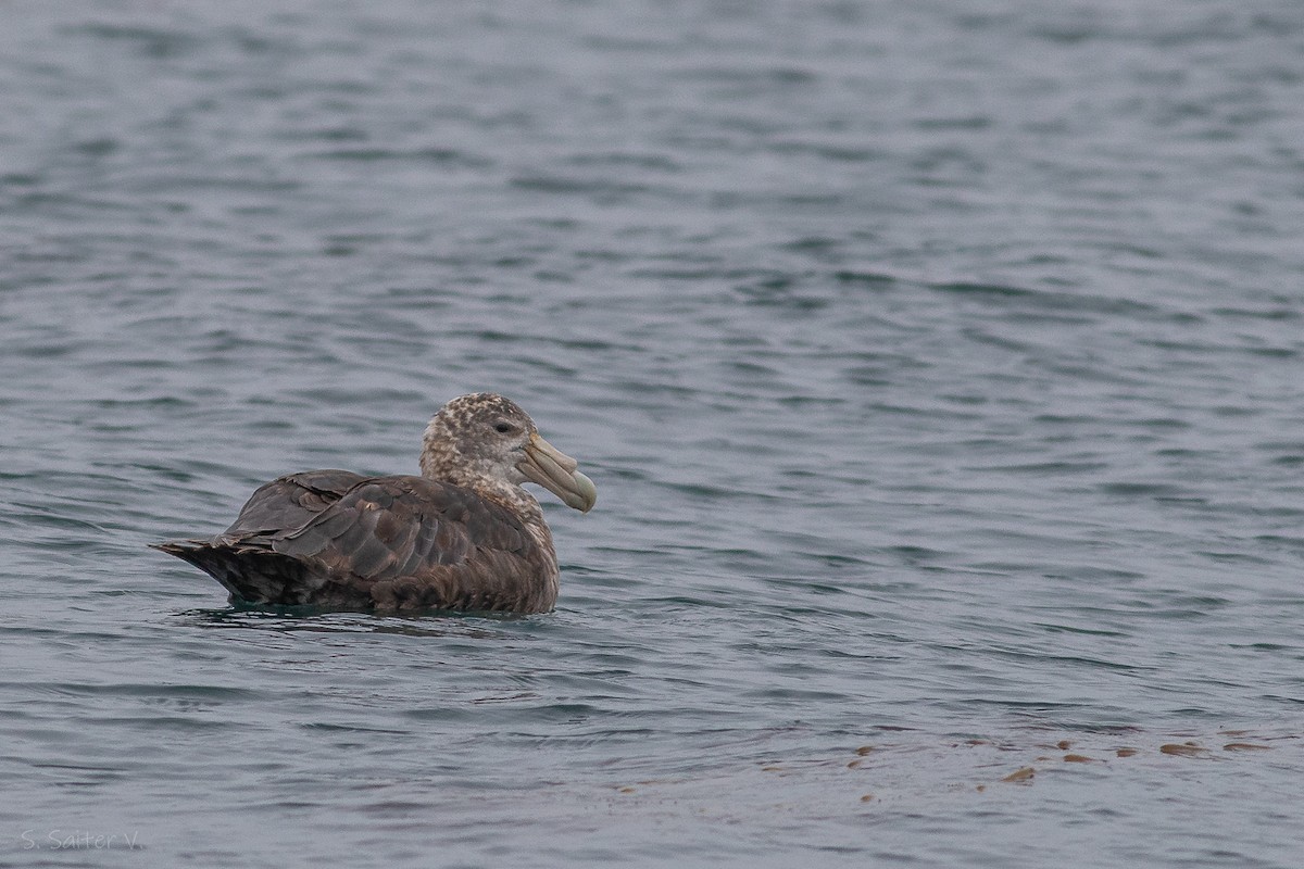 Southern Giant-Petrel - ML620152203