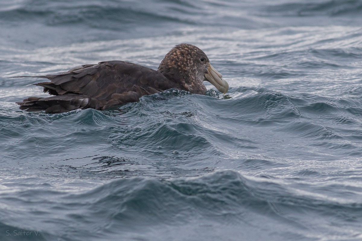 Southern Giant-Petrel - ML620152204