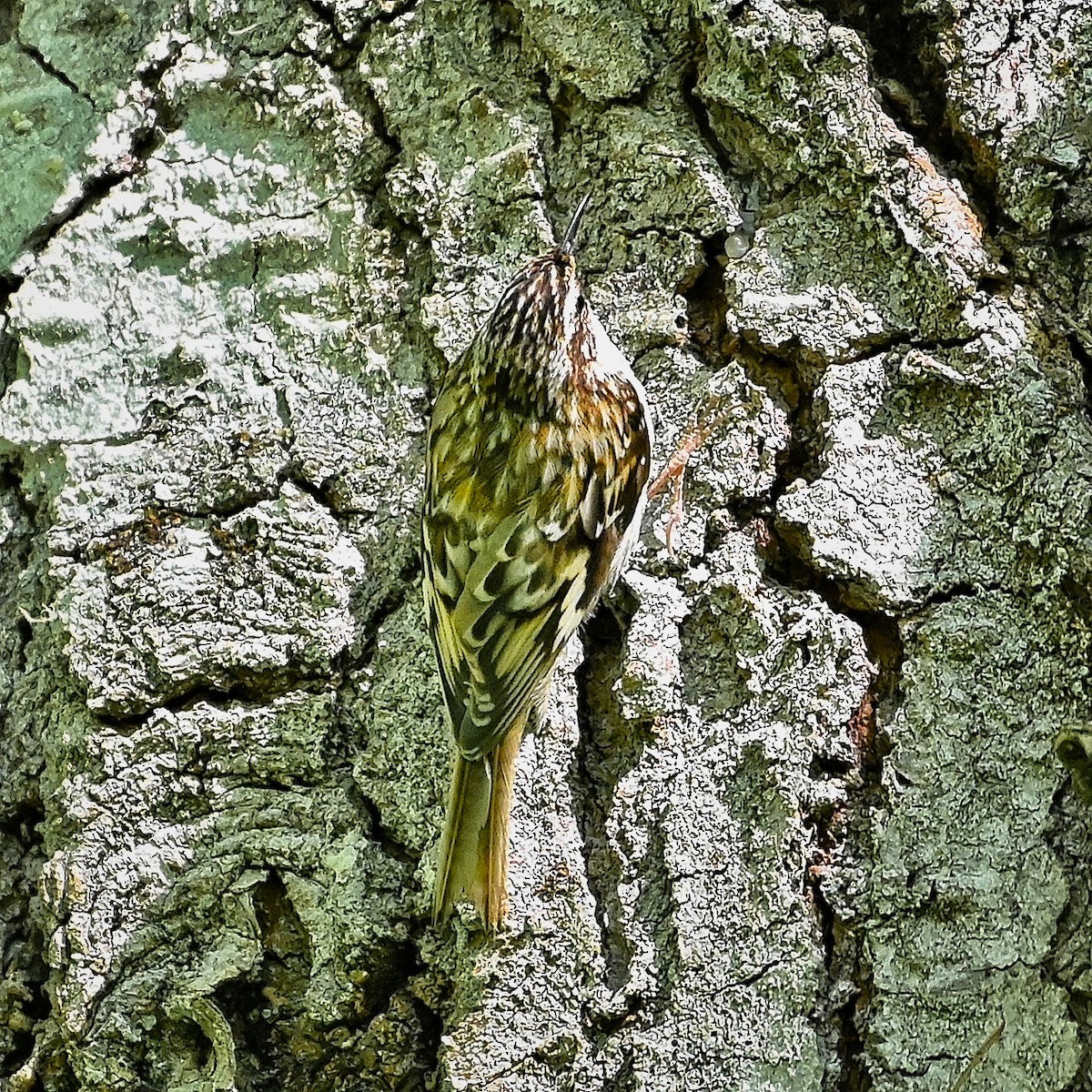 Brown Creeper - ML620152209