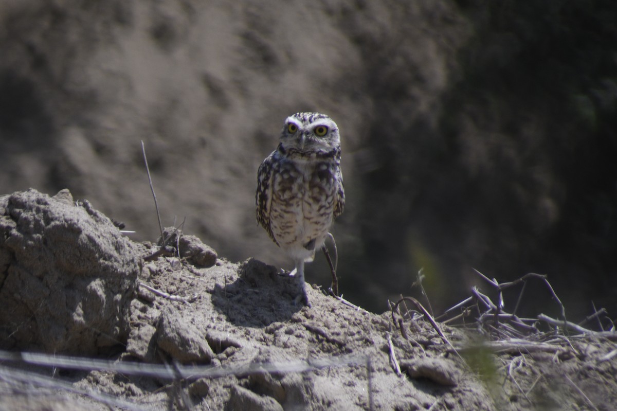 Burrowing Owl - Santiago Bolarte