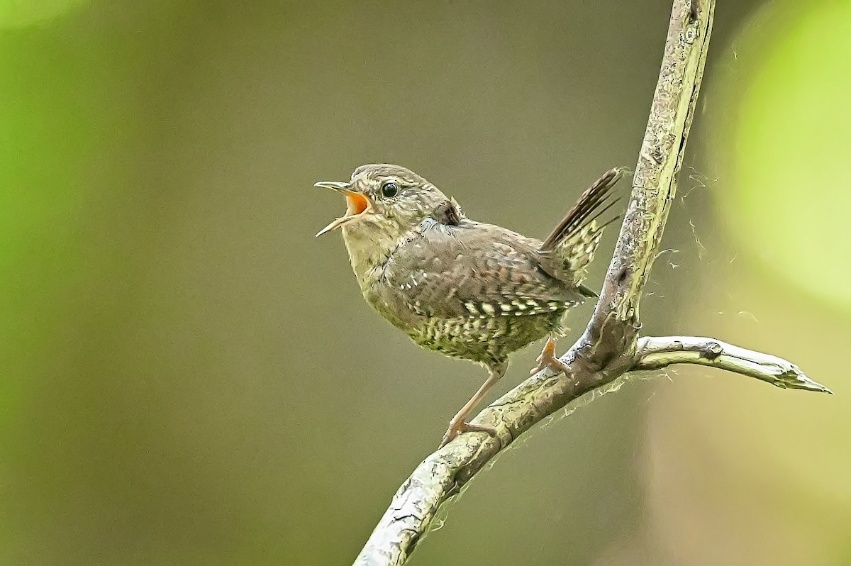 Pacific Wren - ML620152215