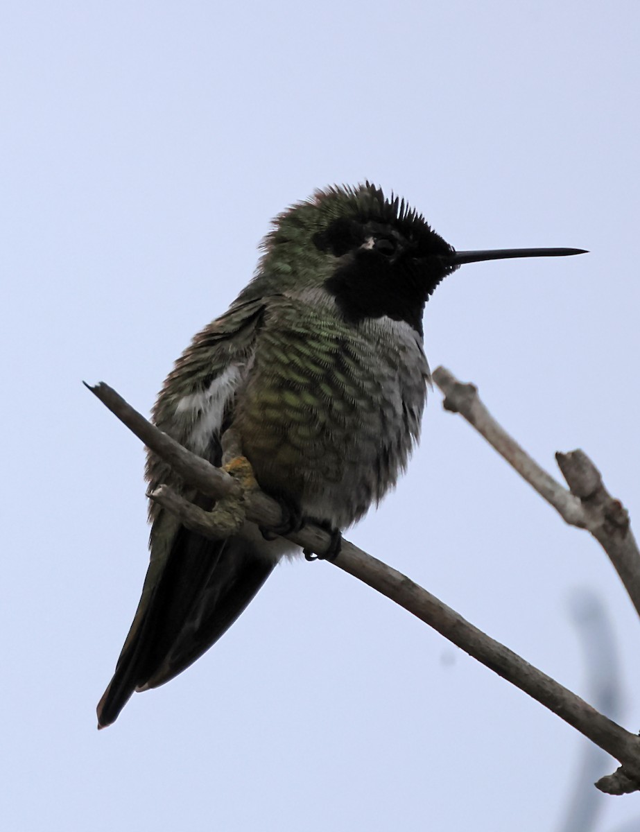 Anna's Hummingbird - ML620152219