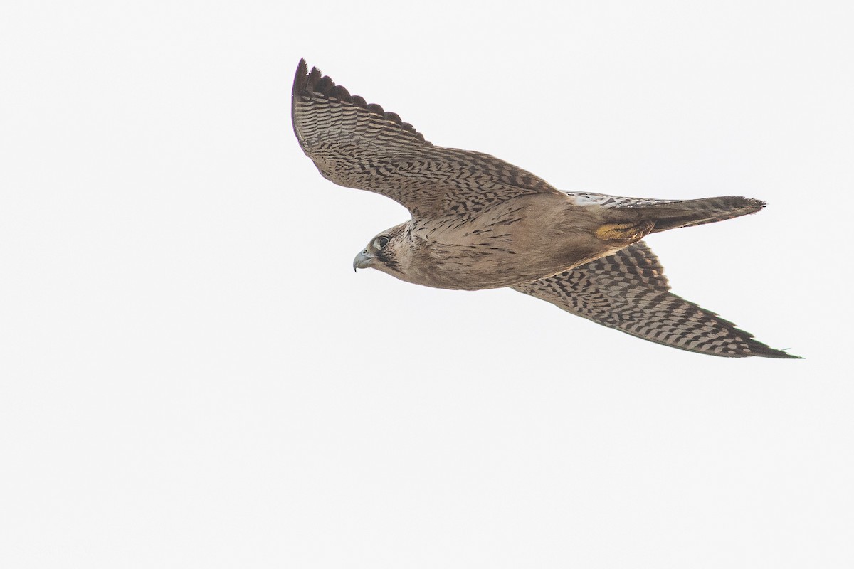 Peregrine Falcon (South American) - ML620152221