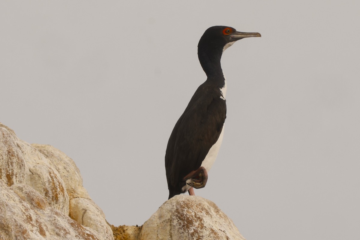 Guanay Cormorant - ML620152225