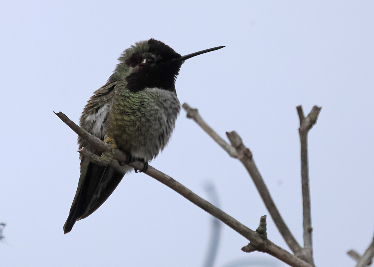 Anna's Hummingbird - ML620152227