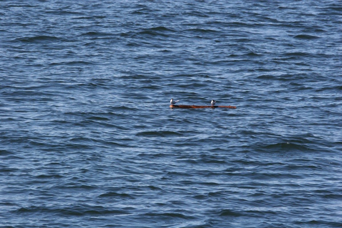 Küstenseeschwalbe - ML620152232