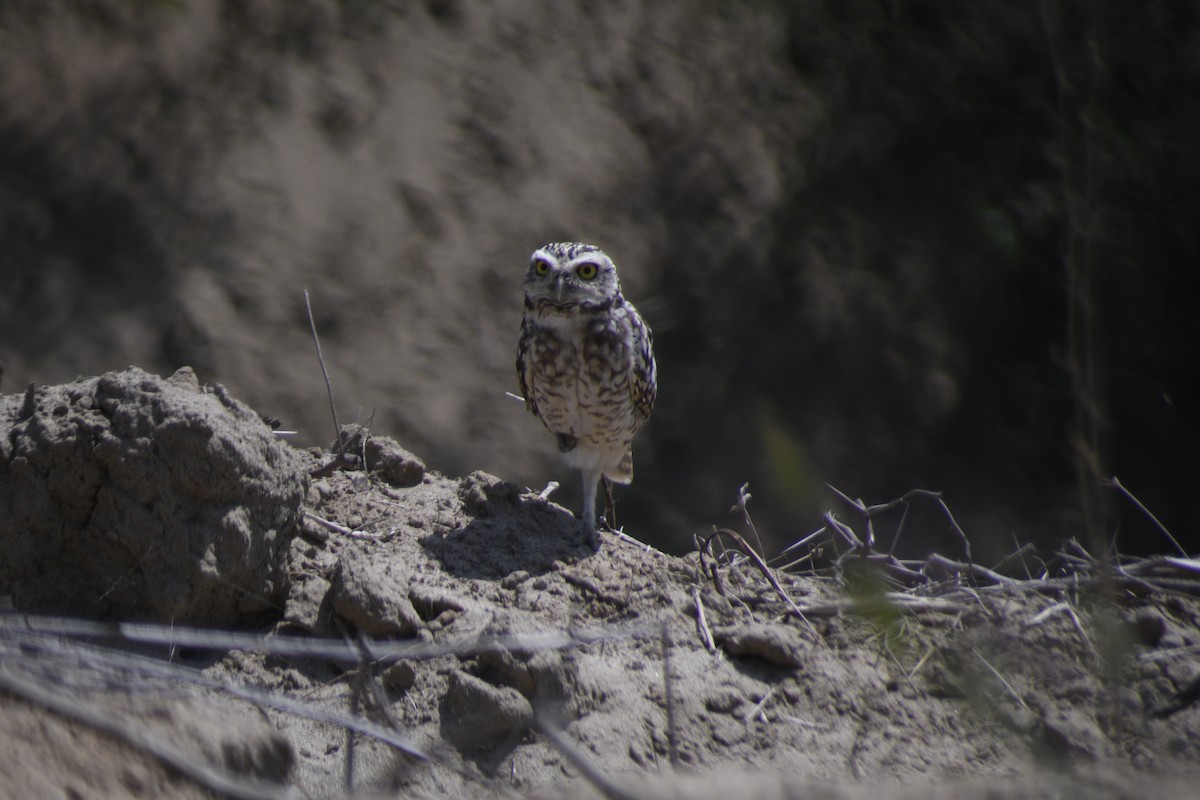 Burrowing Owl - ML620152233