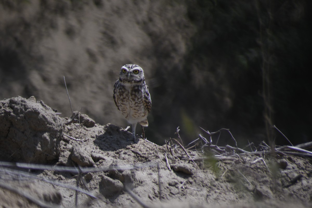 Burrowing Owl - ML620152238
