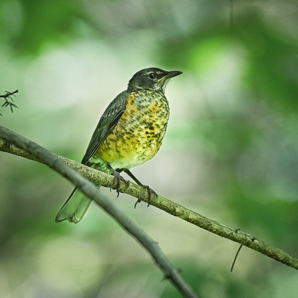 American Robin - ML620152250