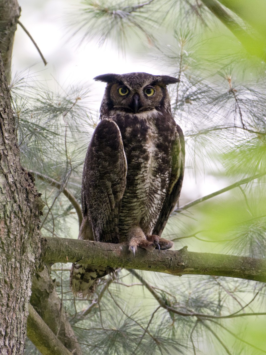 Great Horned Owl - ML620152254