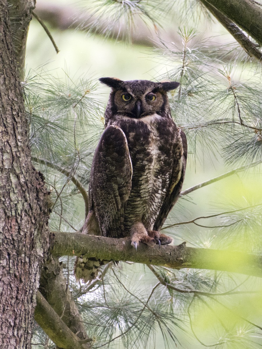 Great Horned Owl - ML620152255