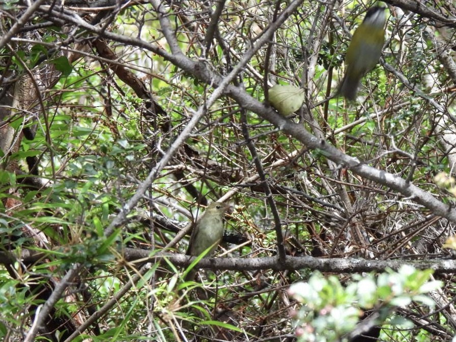 Sooty-capped Chlorospingus - ML620152256