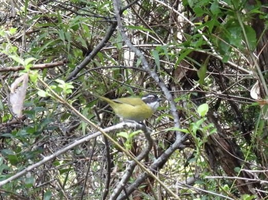 Sooty-capped Chlorospingus - ML620152257
