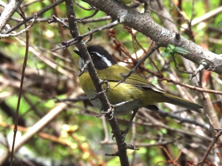 Sooty-capped Chlorospingus - ML620152258