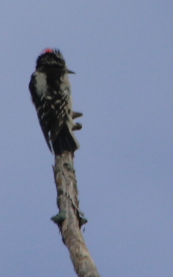 Downy Woodpecker - ML620152266