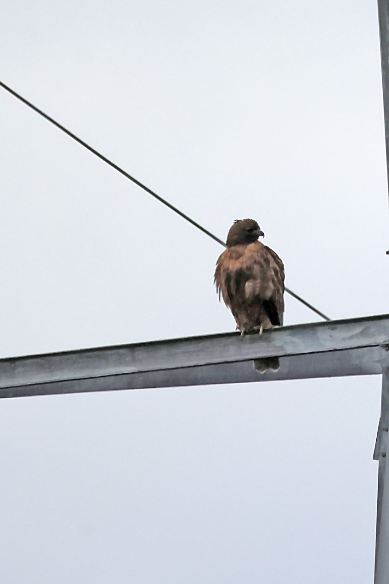 Red-tailed Hawk - ML620152268