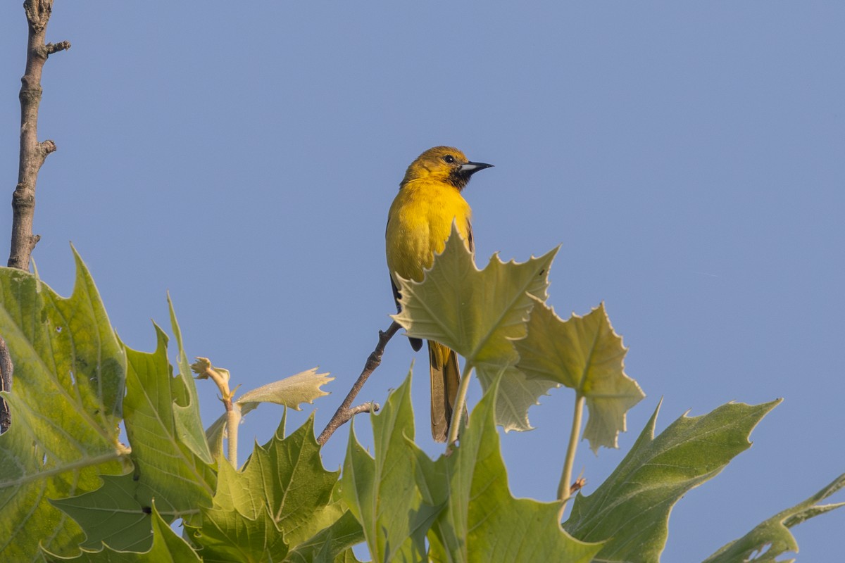 Orchard Oriole - ML620152284