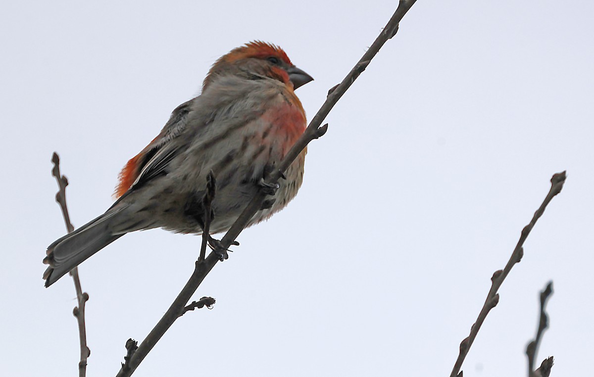 House Finch - ML620152285