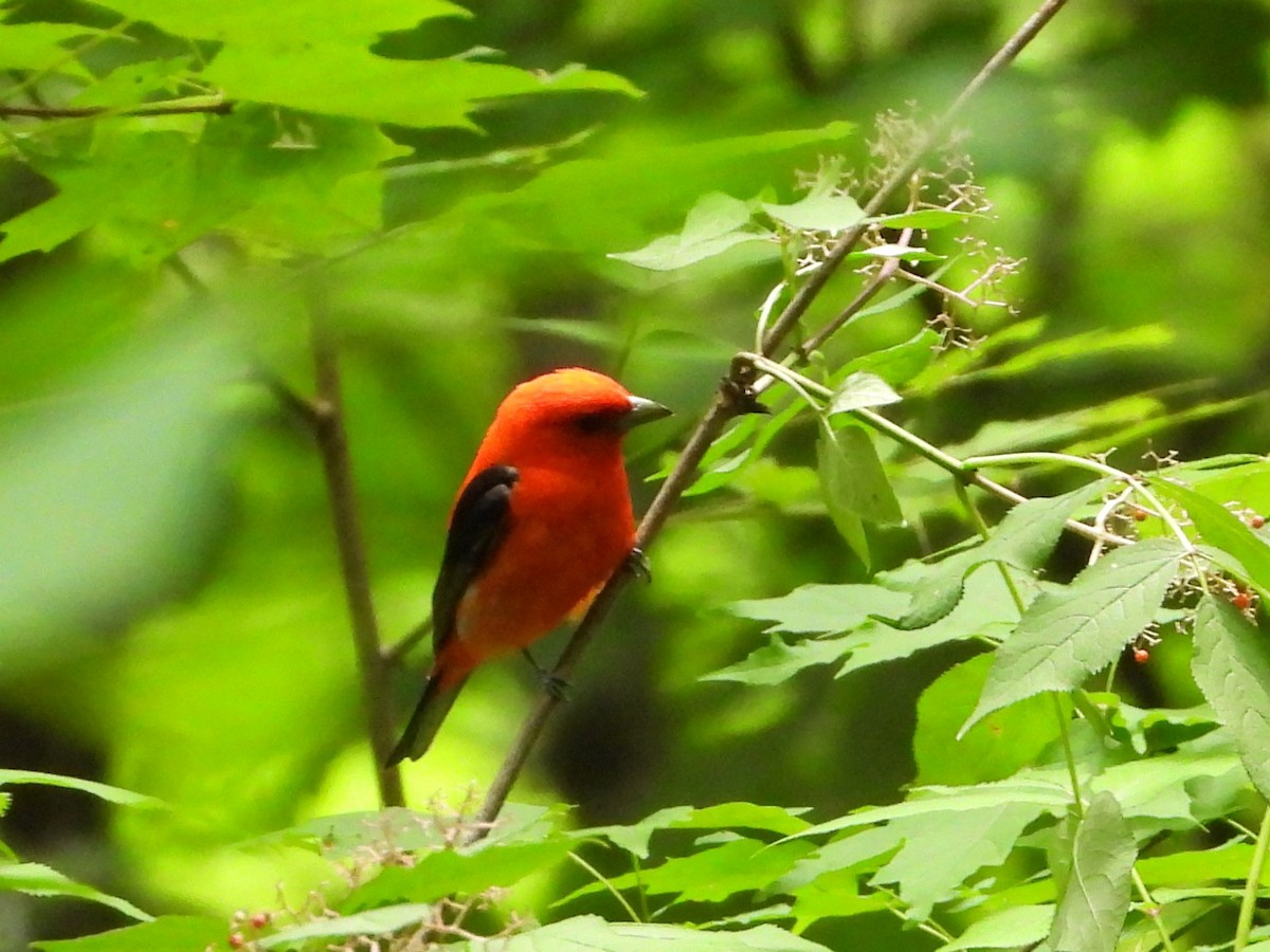 Scarlet Tanager - ML620152290