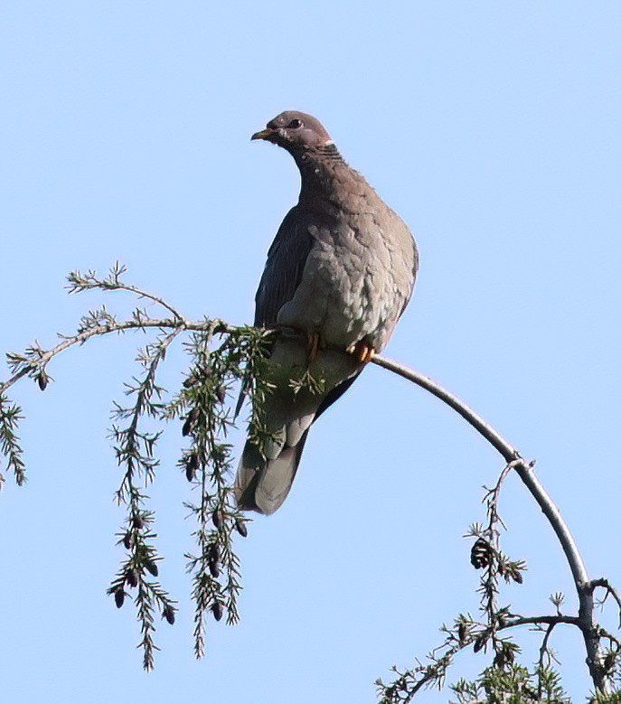 Band-tailed Pigeon - ML620152291
