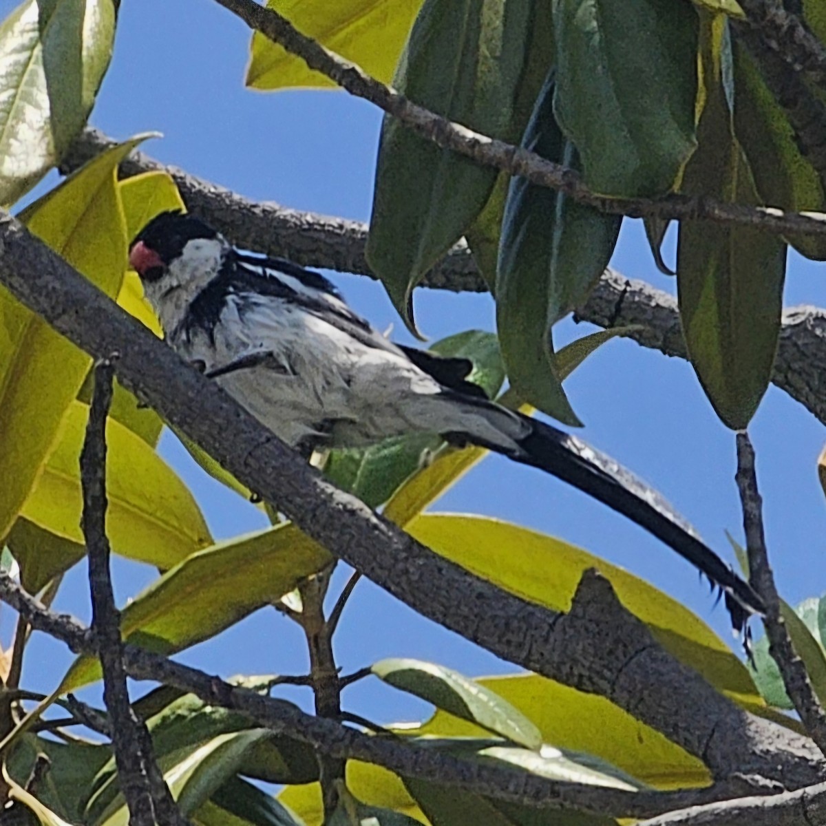 Pin-tailed Whydah - ML620152293