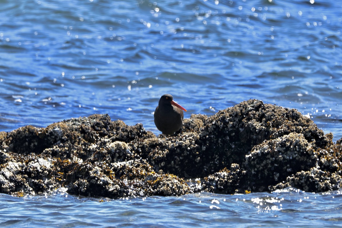 Black Oystercatcher - ML620152295