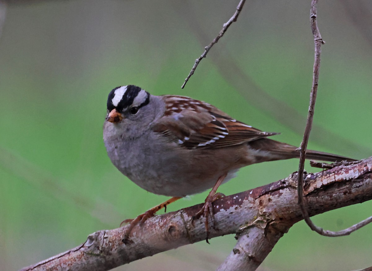 White-crowned Sparrow - ML620152297
