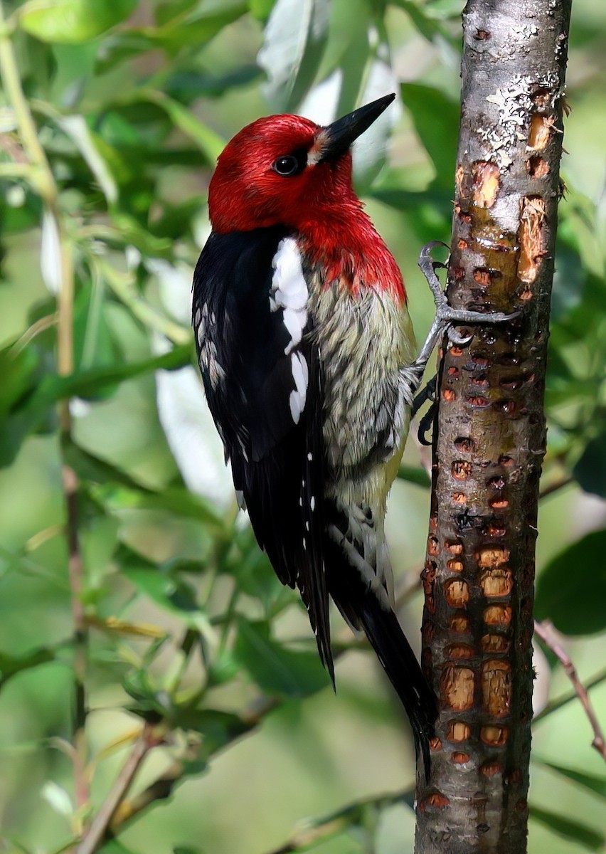 Red-breasted Sapsucker - ML620152300
