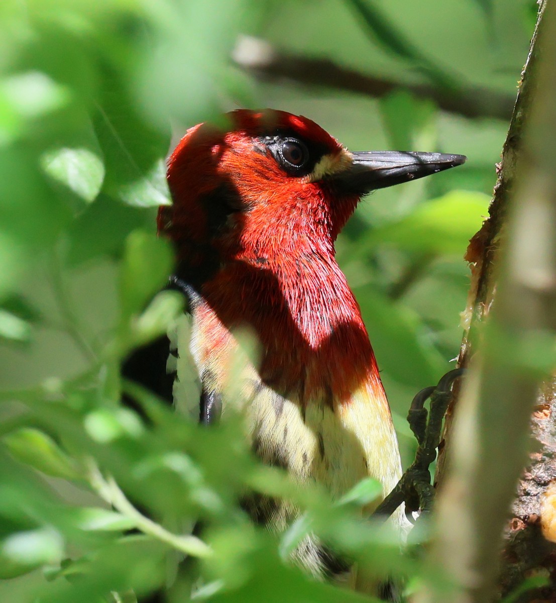 Red-breasted Sapsucker - ML620152301