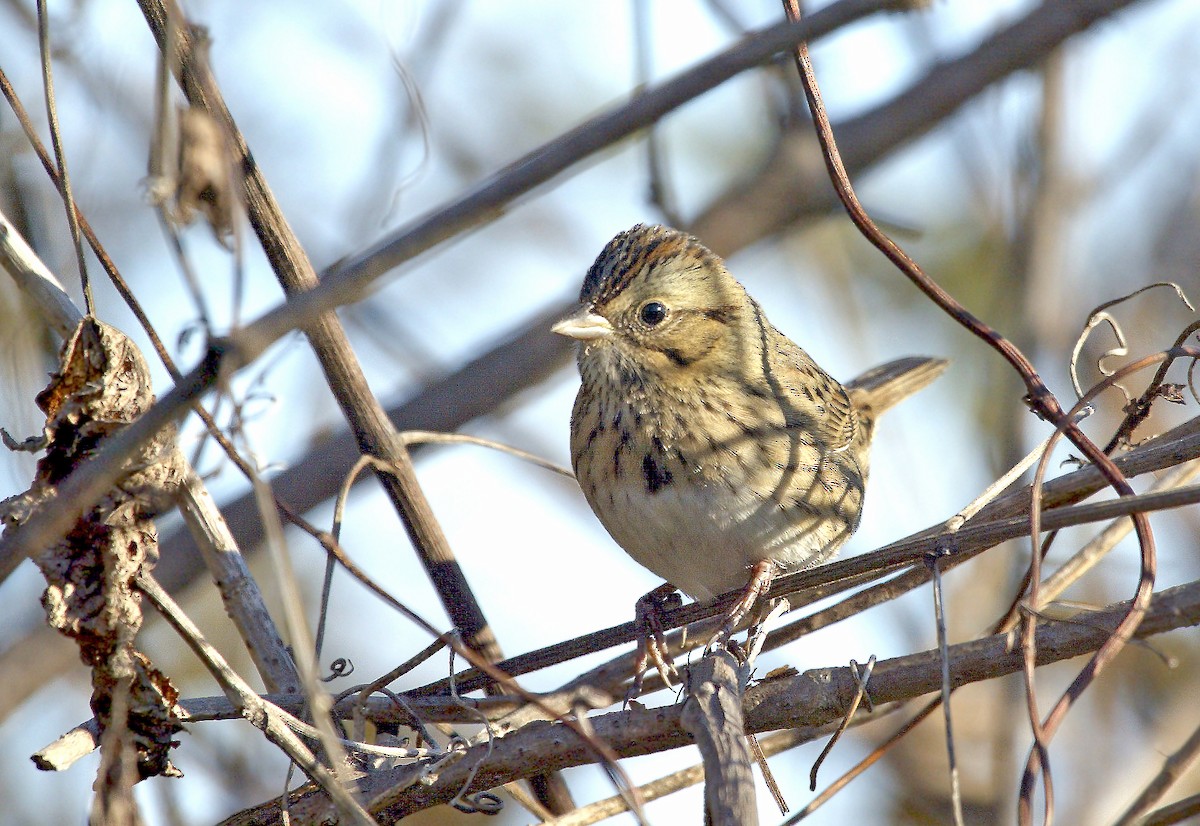 Lincoln's Sparrow - ML620152303