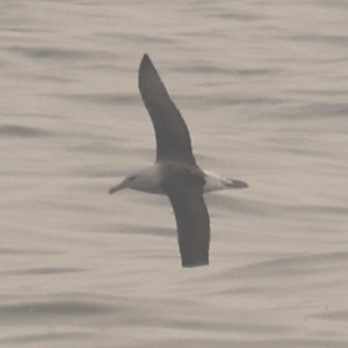 Albatros de Salvin - ML620152304
