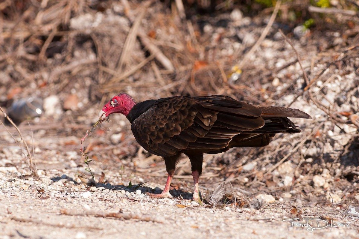 Turkey Vulture - ML62015231