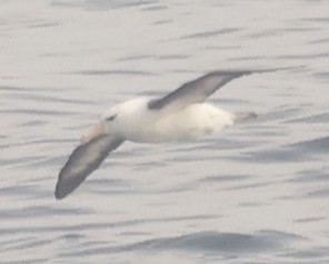 Albatros bekainduna (melanophris) - ML620152312