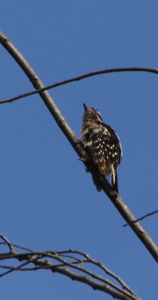 Downy Woodpecker - ML620152314