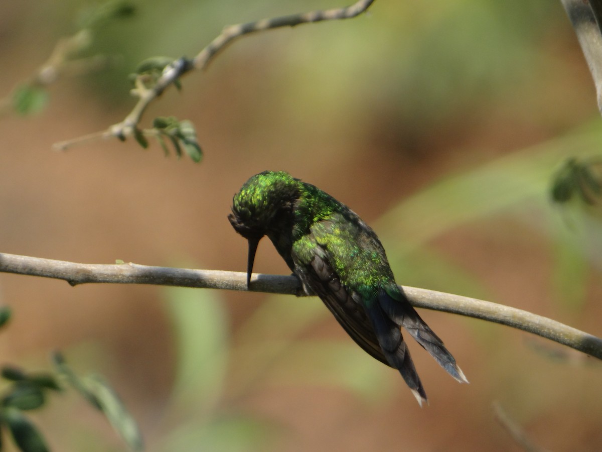 Golden-crowned Emerald - ML620152319