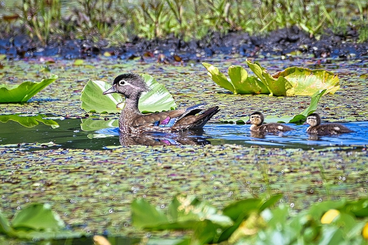 Wood Duck - Roger Beardmore