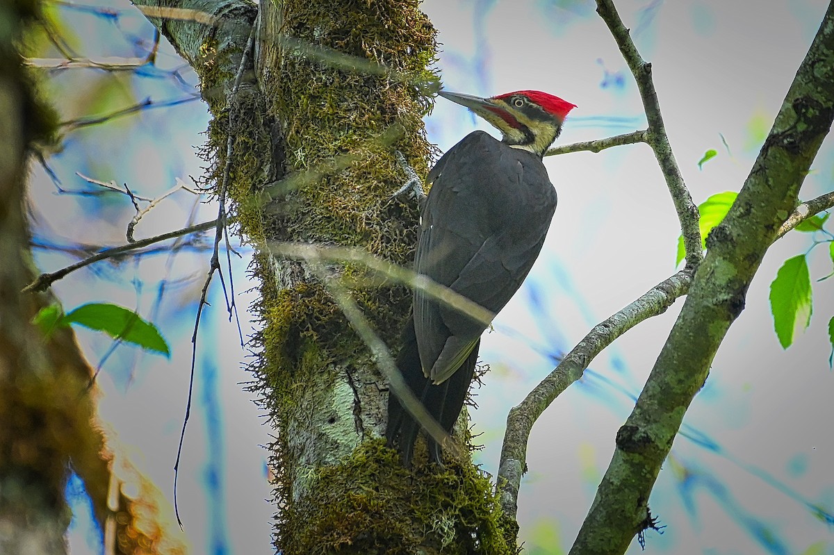 Pileated Woodpecker - ML620152333