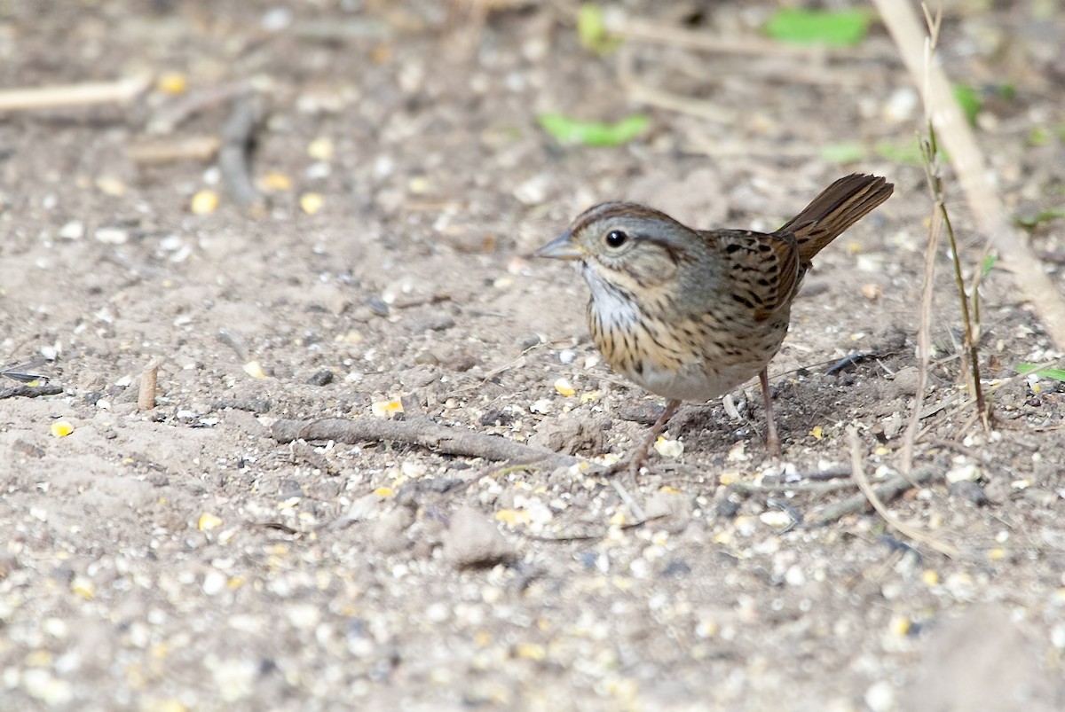 Lincoln's Sparrow - ML620152362