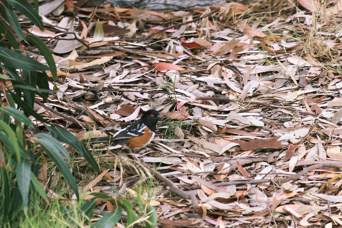 Spotted Towhee - ML620152368