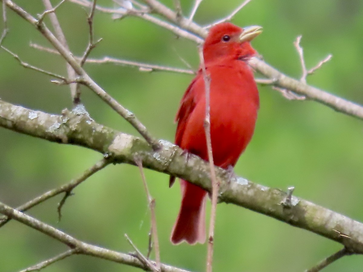 Northern Cardinal - Linda Headrick