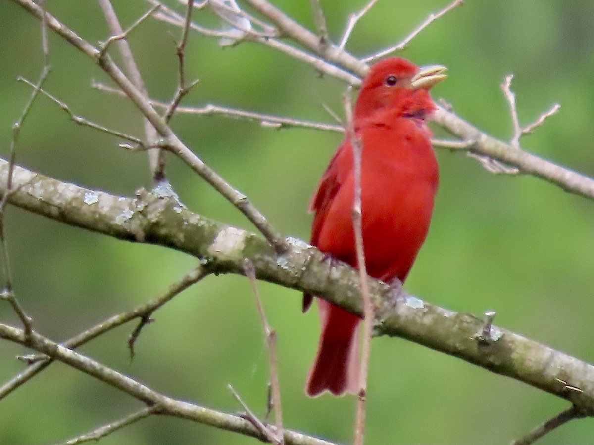 Northern Cardinal - ML620152380