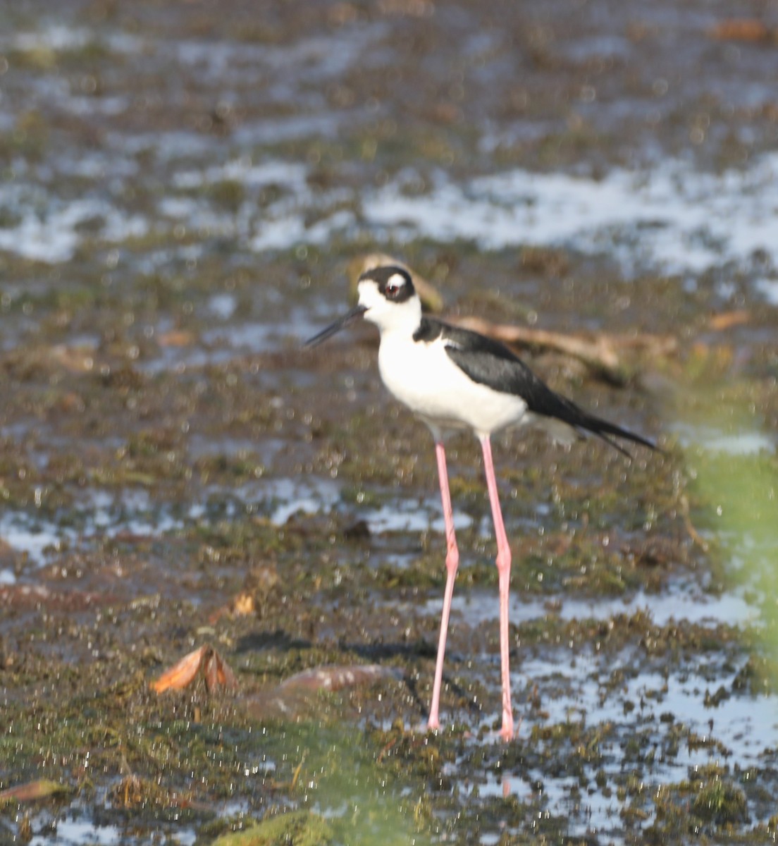 Black-necked Stilt - ML620152388