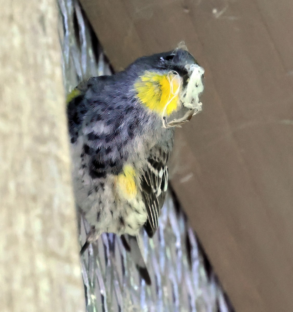 Yellow-rumped Warbler - ML620152394