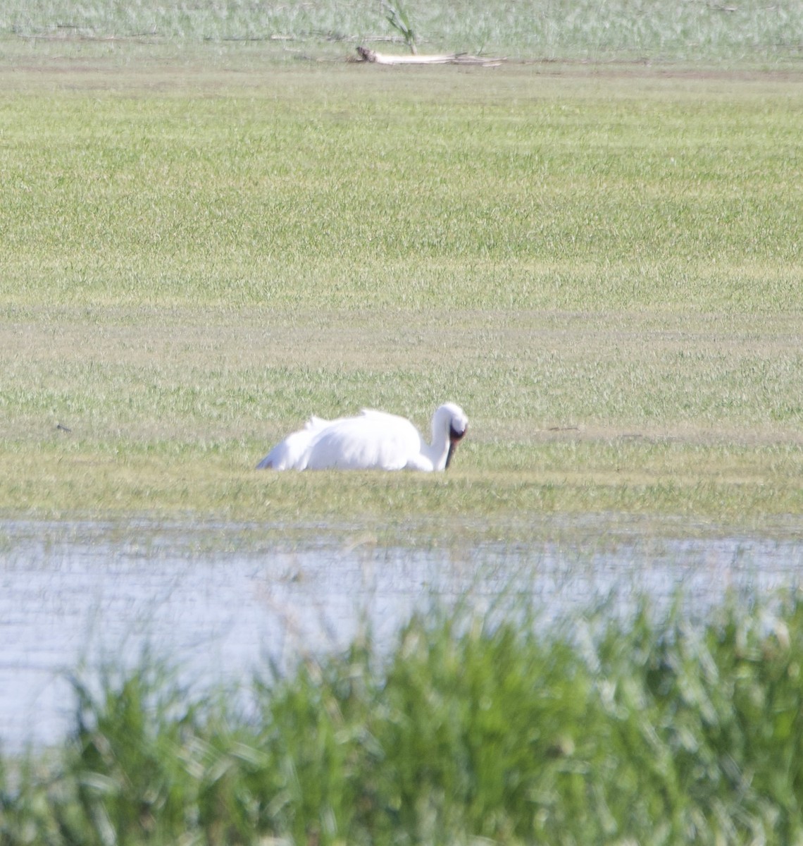 Grue blanche - ML620152396