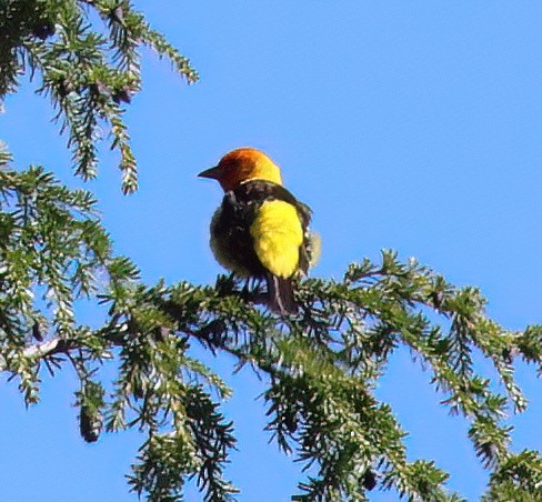 Western Tanager - ML620152397