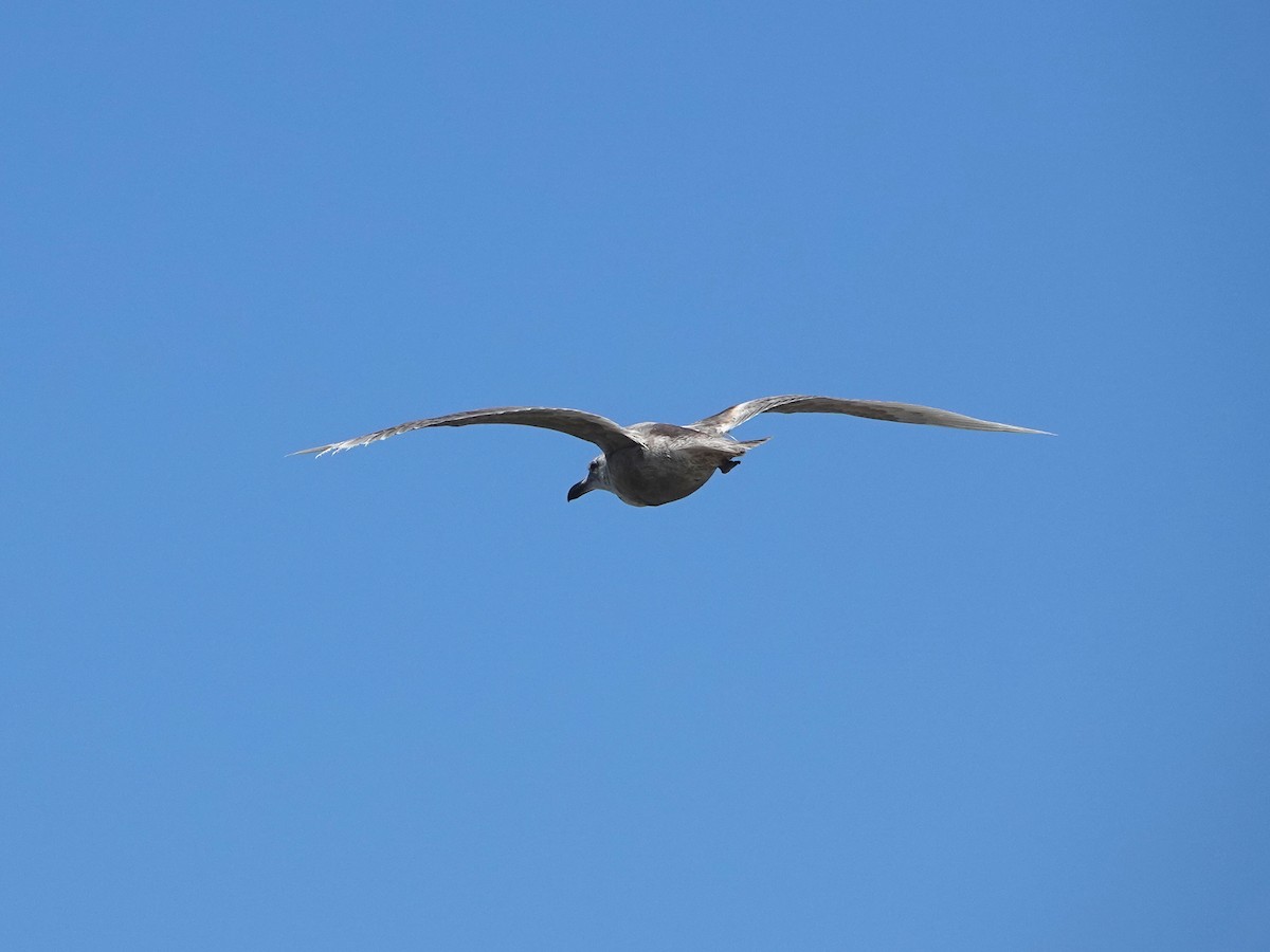 Goéland à ailes grises - ML620152403
