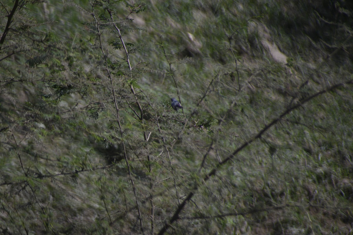 White-browed Gnatcatcher - ML620152415