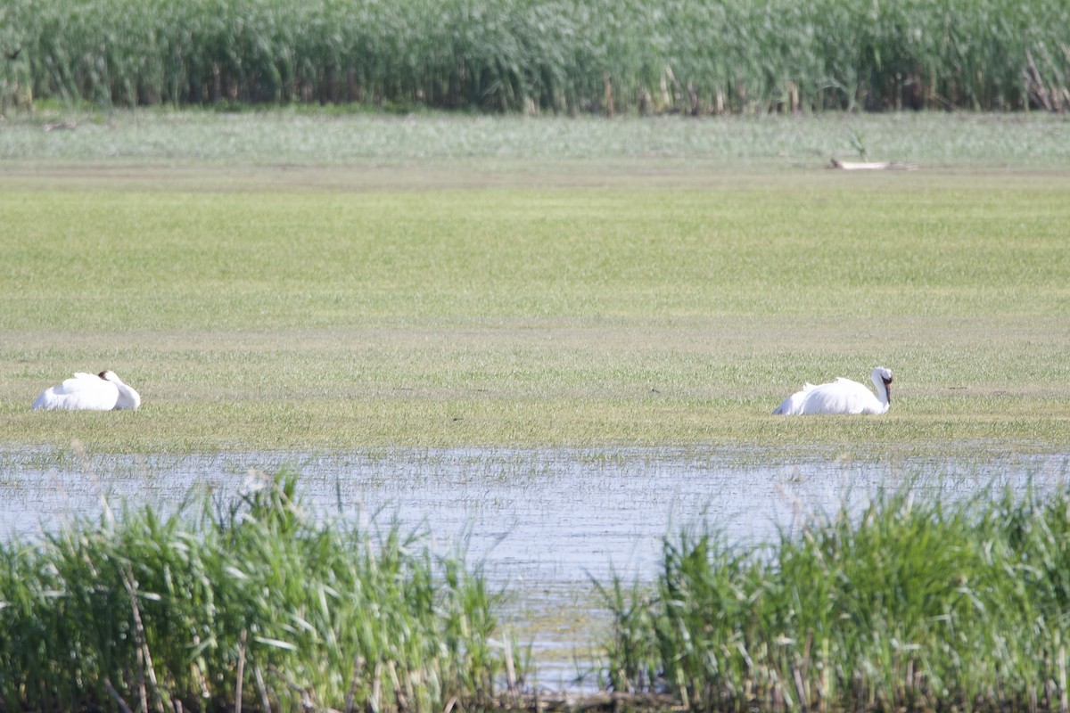 Whooping Crane - ML620152419