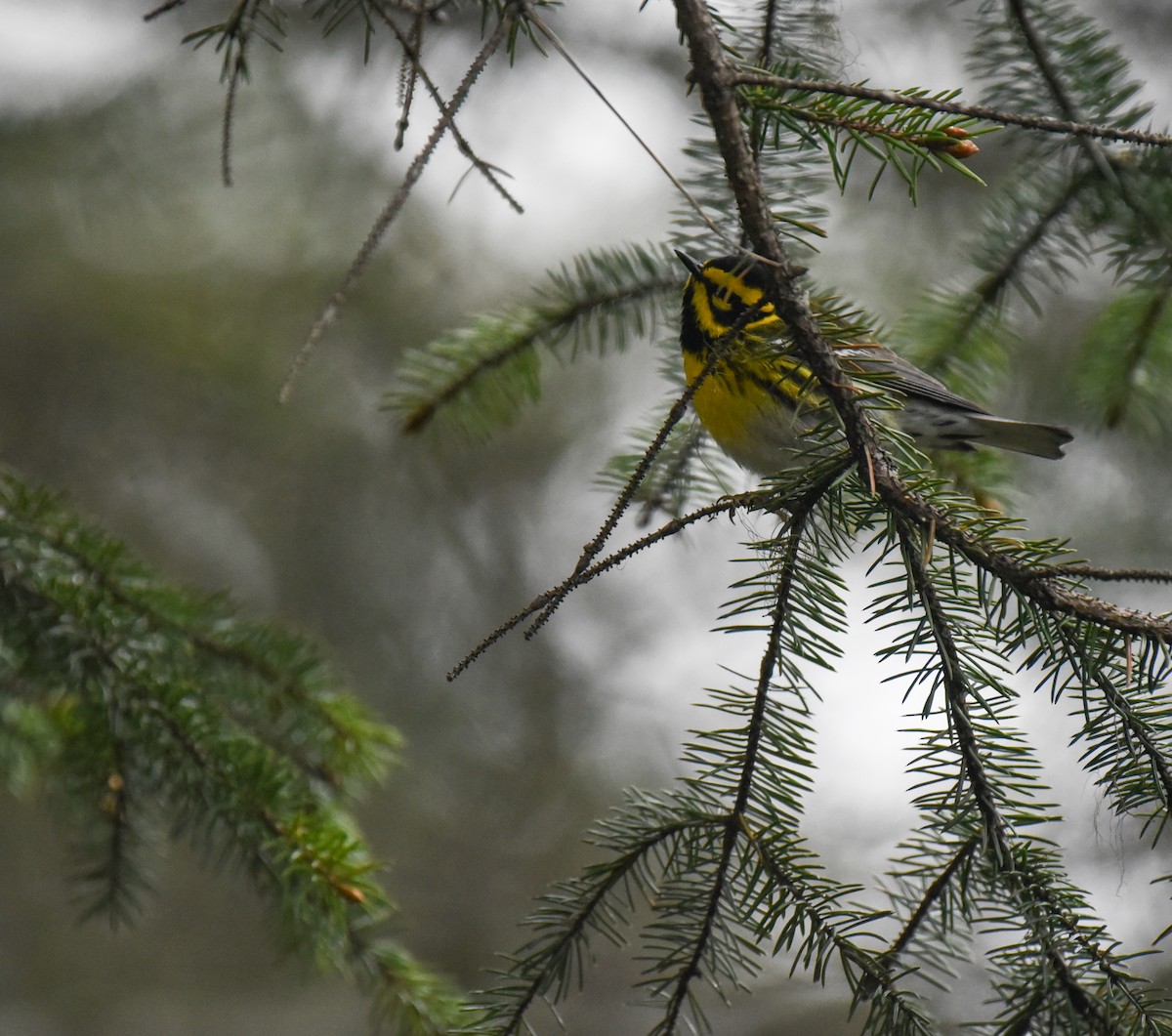 Townsend's Warbler - ML620152423